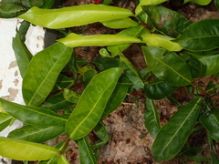 Ixora coccinea coccinea