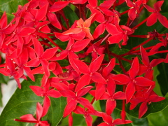Ixora coccinea coccinea