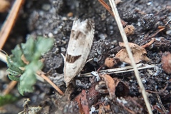 Epinotia ramella