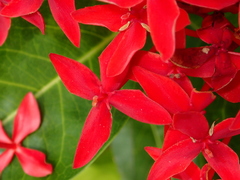 Ixora coccinea coccinea