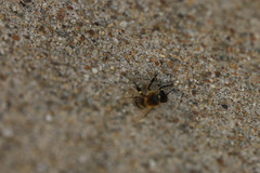 Apis mellifera