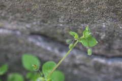 Stellaria media