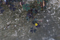 Oxalis corniculata