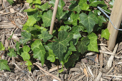 Hedera helix