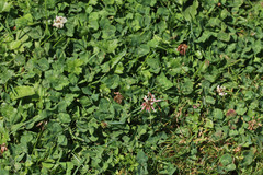 Trifolium repens