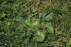 Plantago major