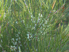 Hakea actites