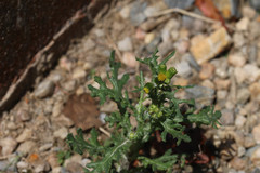 Senecio vulgaris