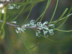 Hakea actites