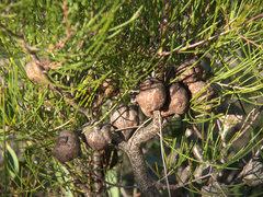 Hakea actites