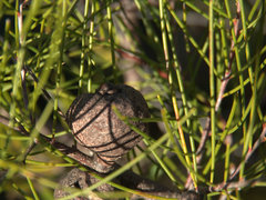 Hakea actites