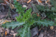 Cirsium arvense