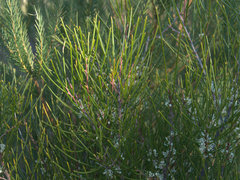 Hakea actites
