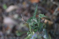 Sonchus oleraceus