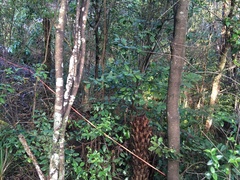 Hedycarya arborea