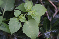 Solanum nigrum