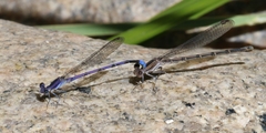 Argia hinei