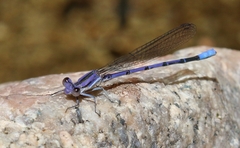 Argia hinei