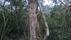 Pleurostylia capensis