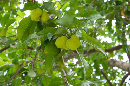 Artocarpus parvus · iNaturalist