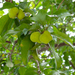 Artocarpus parvus - Photo (c) 曾云保,  זכויות יוצרים חלקיות (CC BY-NC), הועלה על ידי 曾云保