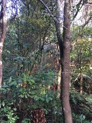 Hedycarya arborea