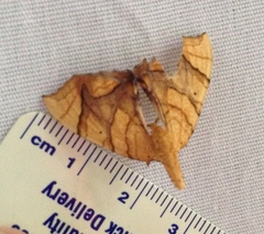 Eulithis gracilineata