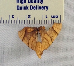 Eulithis gracilineata