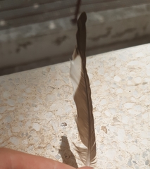 Hirundo rustica