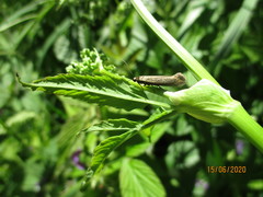 Scythris obscurella