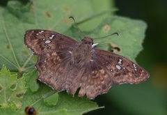 Caprona ransonnettii