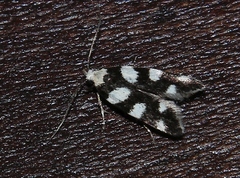 Pseudotelphusa tessella