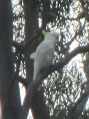 Cacatua galerita galerita