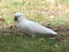 Cacatua galerita galerita