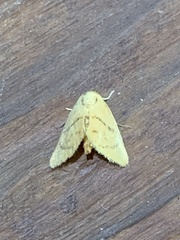 Apoda y-inversa