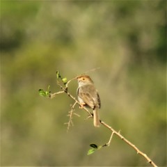 Cisticola fulvicapilla fulvicapilla
