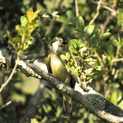 Indicator variegatus