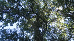 Pleurostylia capensis