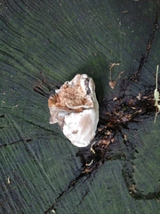 Fomes fomentarius