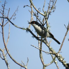 Dryoscopus cubla cubla