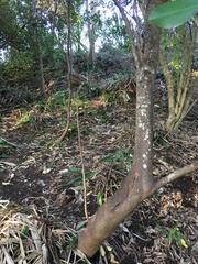 Hedycarya arborea