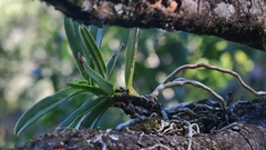 Cyrtorchis arcuata arcuata