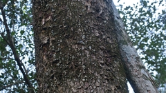 Pleurostylia capensis