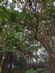 Hedycarya arborea