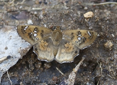 Caprona ransonnettii