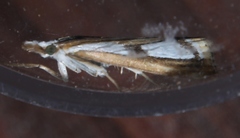 Catoptria permutatellus
