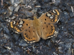 Coladenia indrani