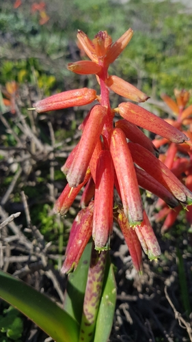 Lachenalia bulbifera (Cirillo) Engl.