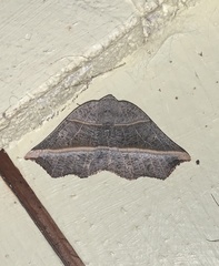 Metanema determinata