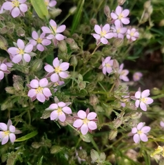 Spergularia rubra
